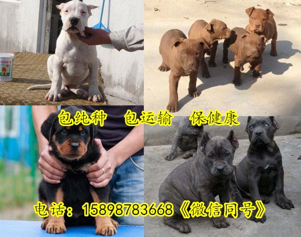 南昌德国牧羊犬养殖基地