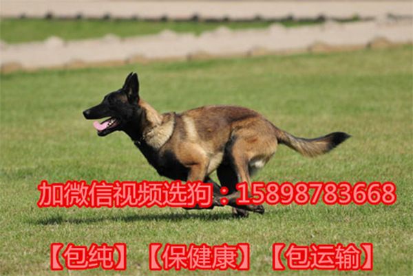 南昌德国牧羊犬养殖基地