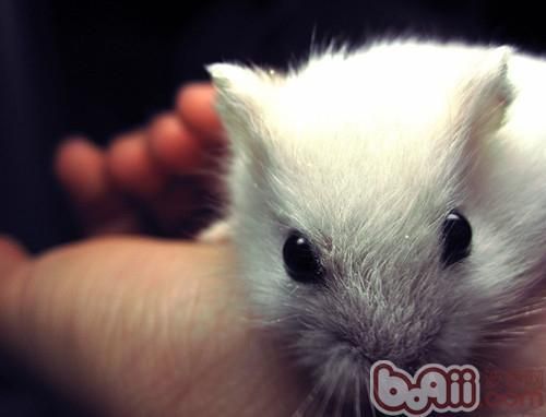 如何观察仓鼠是否健康？