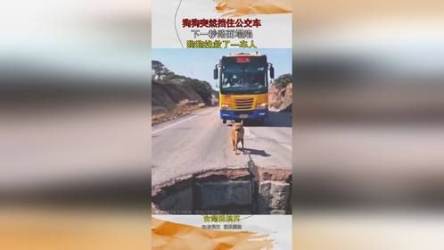 狗狗突然挡住公交车，下一秒路面塌陷，狗狗挽救了一车人
