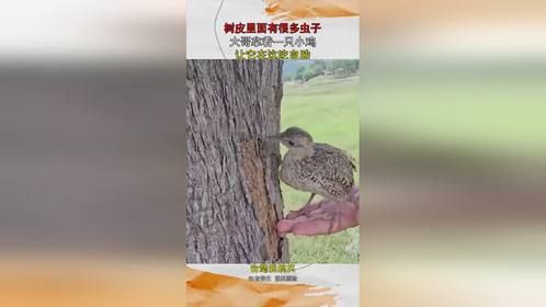树皮里面有很多虫子，大哥拿着一只小鸡，让它在这吃自助！