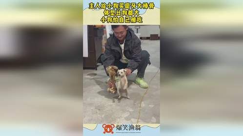 主人给小狗买磨牙大棒骨，体型比狗都大，小狗怕自己被吃！