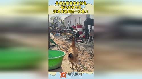 母鸡长得非常有特色，甚至还有发型，很像我遇到的一位故人！