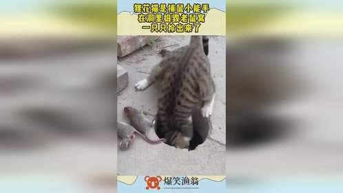 狸花猫是捕鼠小能手，在洞里捣毁老鼠窝，一只只拎出来了！