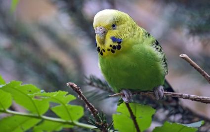 鹦鹉排泄物异常？水便与拉稀的鉴别与护理