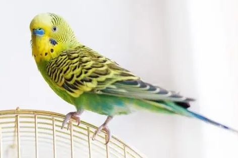 鹦鹉排泄物异常？水便与拉稀的鉴别与护理