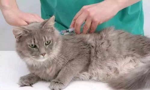 猫咪打疫苗前无需断食，非必要步骤。