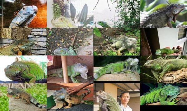 绿鬣蜥多久能长成成体