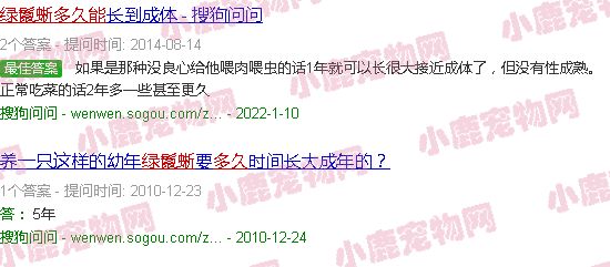 绿鬣蜥多久能长成成体