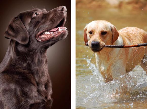 狗狗肠胃不好吃什么狗粮?实测马尔赛皇家消化率确实能打!