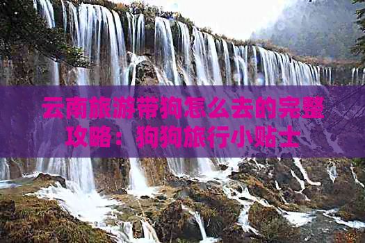 云南旅游带狗怎么去的完整攻略:狗狗旅行小贴士