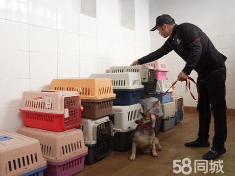 奢宠宠物托运有限公司·桂平宠物托运狗猫咪国内外宠物运输空运陆运汽运火车包安全