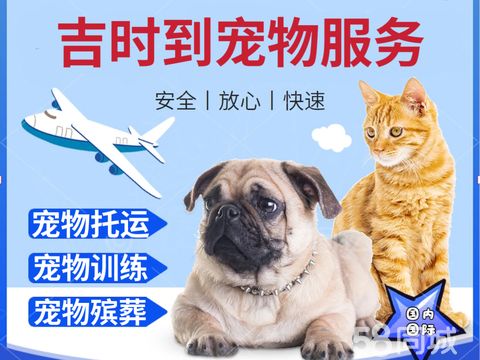 吉时到宠物服务·宠物托运、宠物训练、宠物殡葬等宠物服务