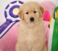 自制金毛幼犬专属狗粮：打造健康美味宠物食谱！