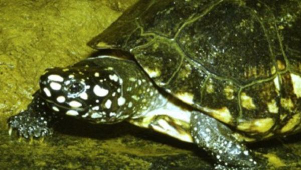 黑池龟是保护动物吗?一文告诉你答案。