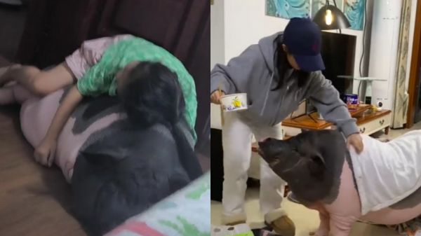 Thumbplayer Poster Plugin Image