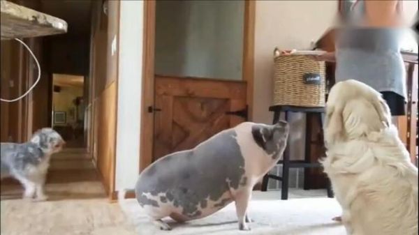 千万别把猪和狗狗一起养,看到这只猪我懵了,这到底是猪还是狗?