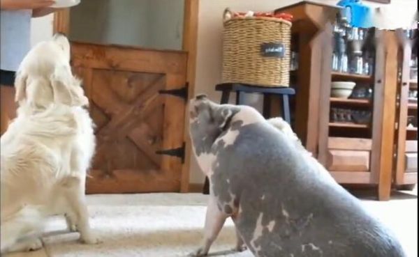 千万别把猪和狗狗一起养,看到这只猪我懵了,这到底是猪还是狗?