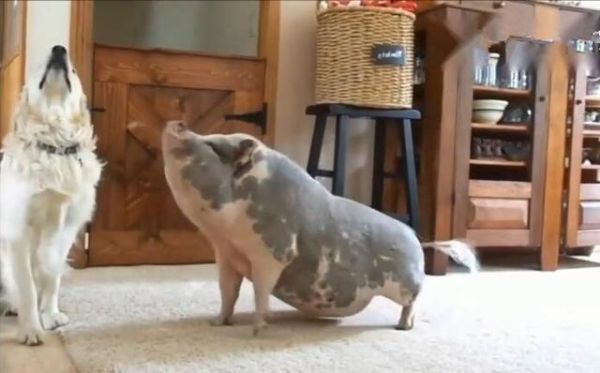 千万别把猪和狗狗一起养,看到这只猪我懵了,这到底是猪还是狗?