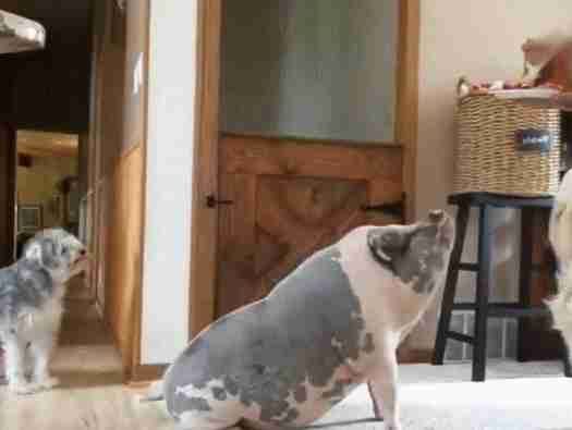 千万别把猪和狗狗一起养,看到这只猪我懵了,这到底是猪还是狗?