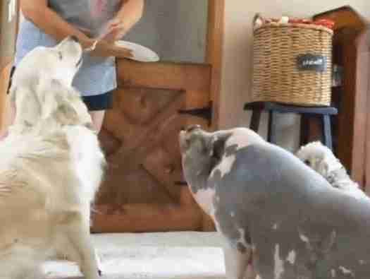 千万别把猪和狗狗一起养,看到这只猪我懵了,这到底是猪还是狗?