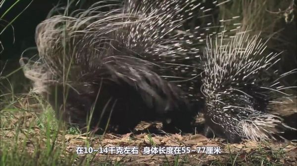 豪猪拼死抵抗狮子，疯狂射箭，狮子：小样你还是太嫩了