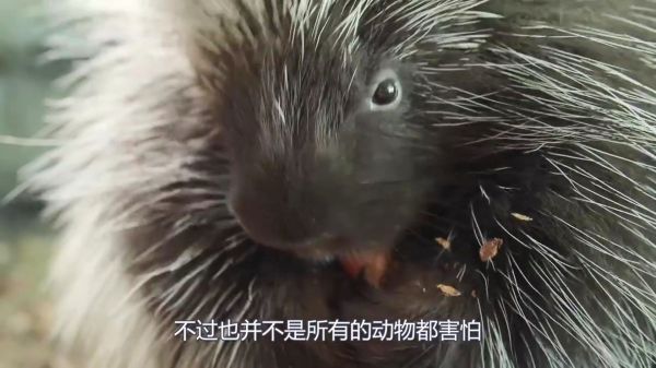 豪猪拼命抵抗狮子，疯狂射箭，狮子：你还是太嫩了