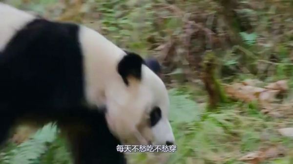 调皮熊猫团子不肯睡觉，熊猫妈妈看后使出杀手锏，憋住别笑