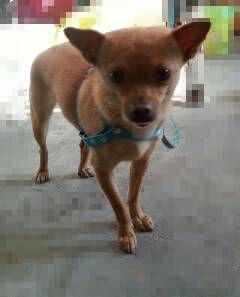 亲戚家的宠物狗怎么养好