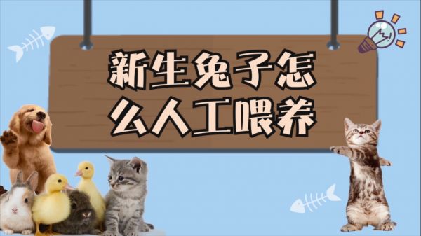 新生兔子怎么人工喂养