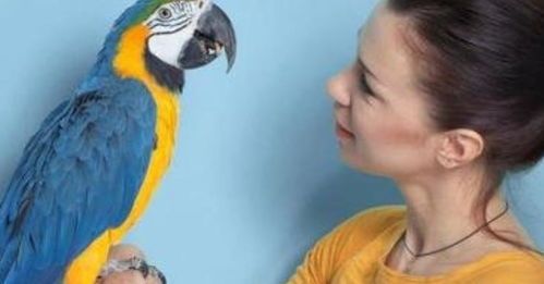 学鸟语?揭秘宠物鸟的沟通技巧!