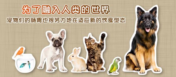 宠物天然全食物型态维生素