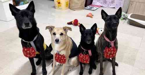 燕窝加什么狗狗更好