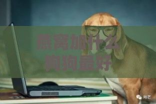 燕窝加什么狗狗更好