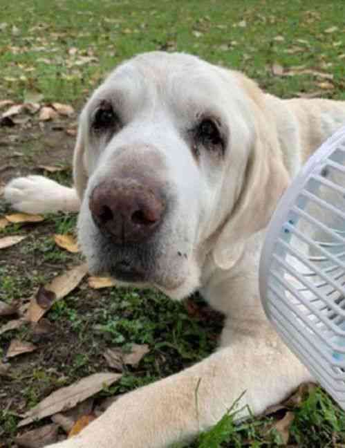 燕窝加什么狗狗更好