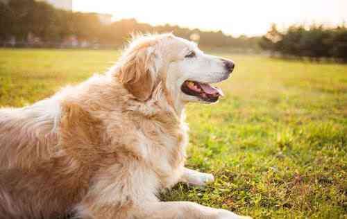 燕窝加什么狗狗更好
