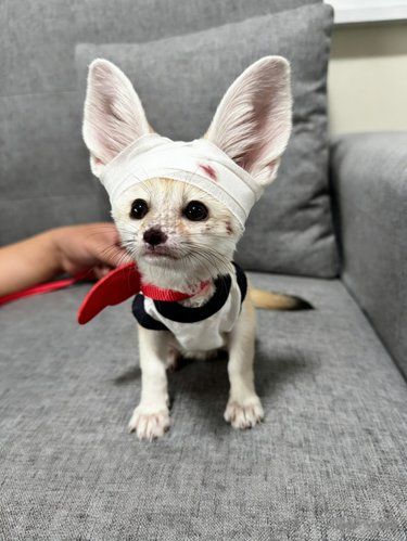 感谢大夫救我狐命!!!