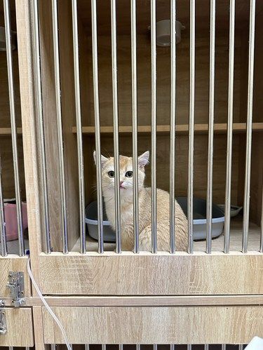 探店宠物医院,说点实话……