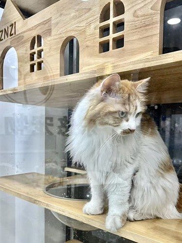 西红门,被严重低估的一家宠物医院