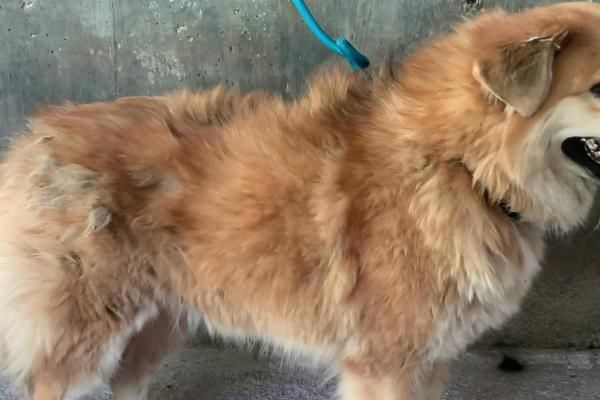 狗毛打结成硬疙瘩的原因,一般是长期未打理、发生皮肤病所致