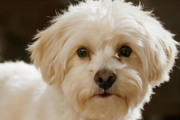 狗毛打结成硬疙瘩的原因,一般是长期未打理、发生皮肤病所致