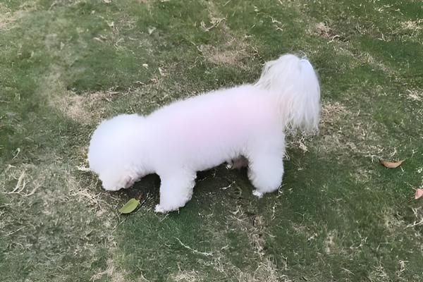 狗毛打结成硬疙瘩的原因,一般是长期未打理、发生皮肤病所致