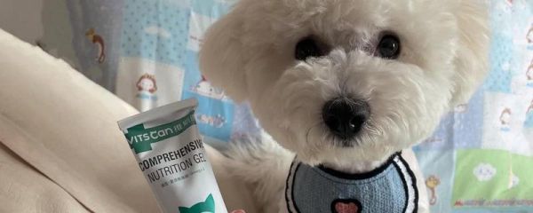 给狗狗吃营养膏要注意什么，不能作为主食也不能长期饲喂