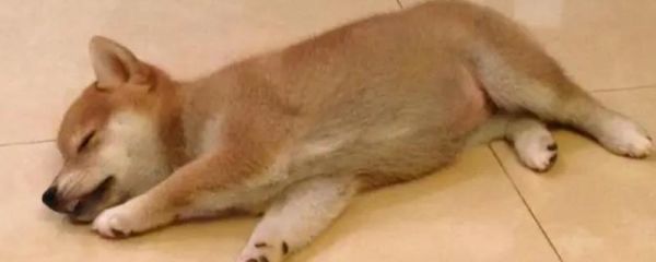 狗狗为什么早上空腹吐黄水，可能是空腹时间过长或胃部出现了损伤