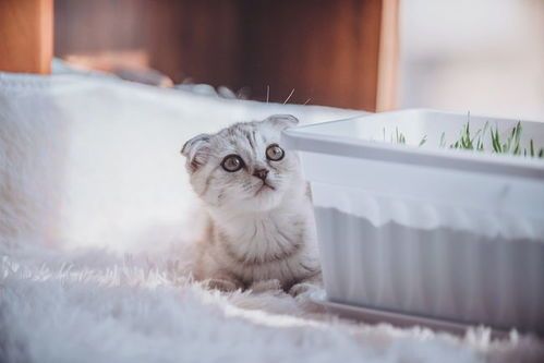 猫草有哪些？农村猫咪可以吃什么草？