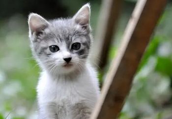 为什么猫会吃草?探究猫咪的饮食习惯