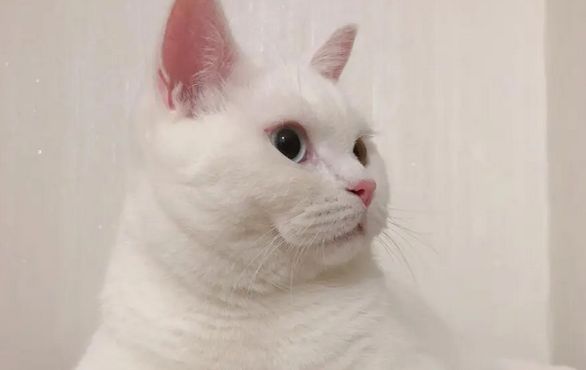 为什么猫会吃草?探究猫咪的饮食习惯