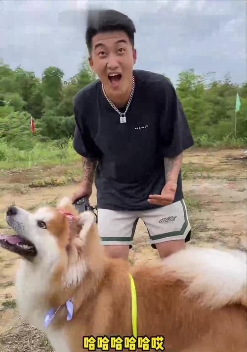 宠物减肥计划——与秋田犬一起健康瘦身（实用方法分享，助力宠物健康减重）