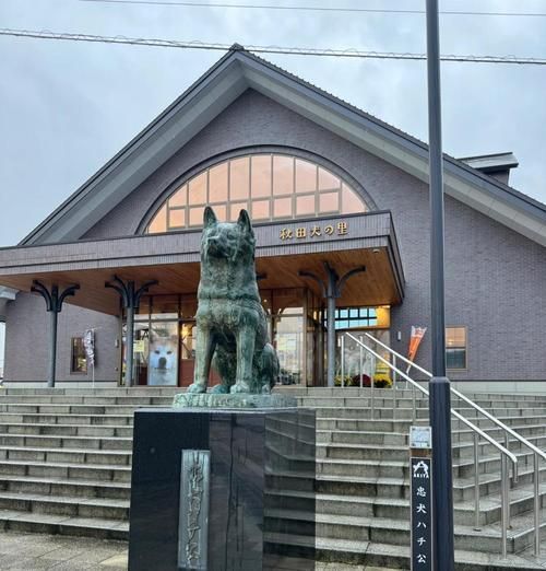 宠物减肥计划——与秋田犬一起健康瘦身（实用方法分享，助力宠物健康减重）