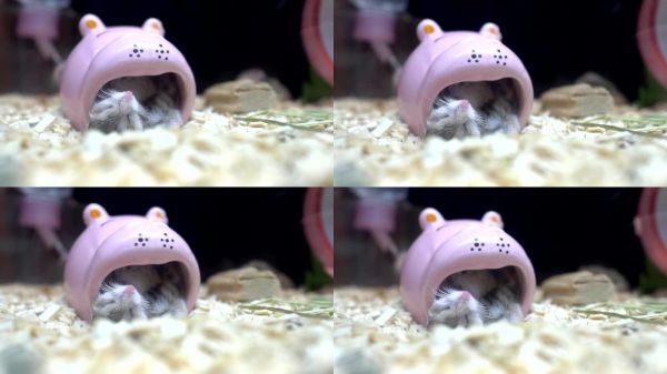 特写睡觉的罗博罗夫斯基仓鼠。宠物店出售的仓鼠。